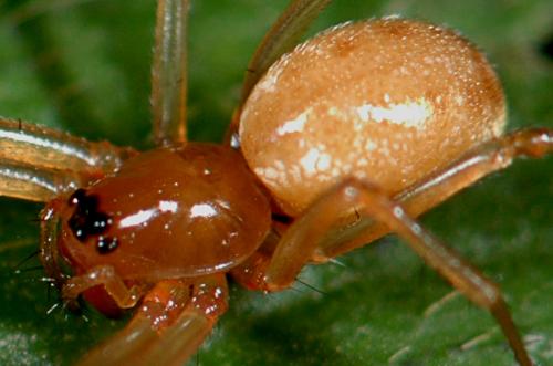 Linyphia hortensis