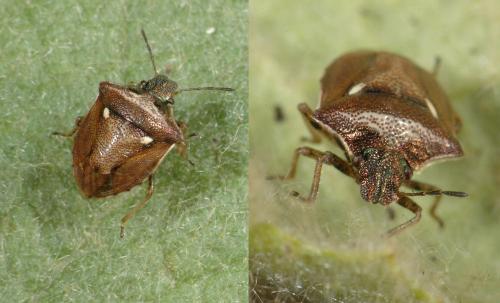 Réf. 25 726 : Eysarcoris aeneus