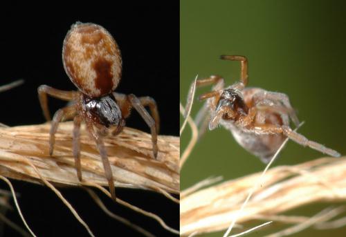 Réf. 25 729 : Dictyna sp.