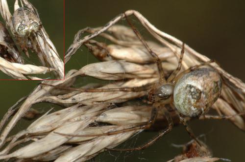 Metellina sp.
