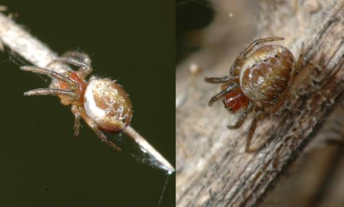 Araniella sp.