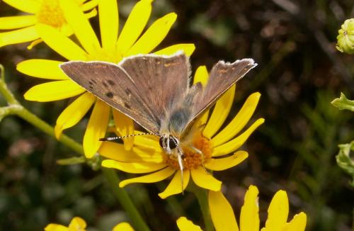 Lycaena tityrus