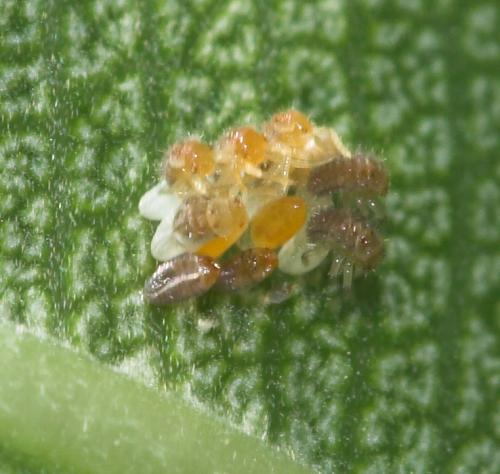 Hippodamia variegata
