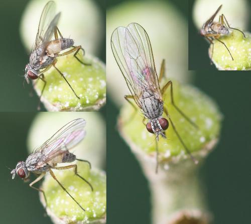Réf. 25 405 : Coenosia testacea
