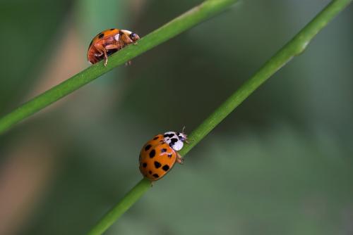 Harmonia axyridis