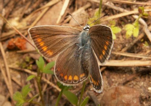 Polyommatus icarus