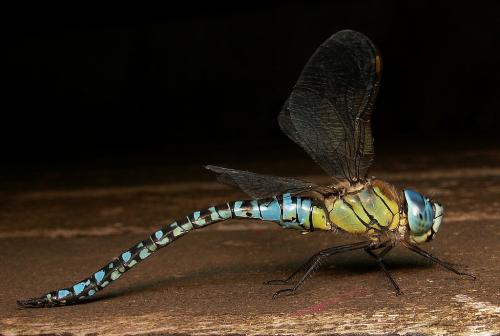 Aeshna affinis