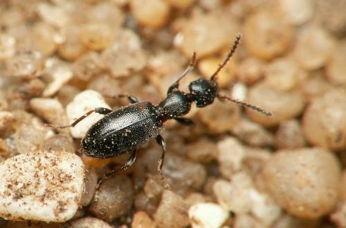 Réf. 25 901 : Anthicus sp.