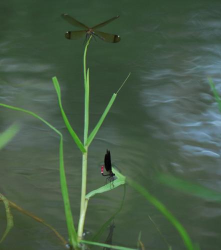 Calopteryx haemorrhoidalis