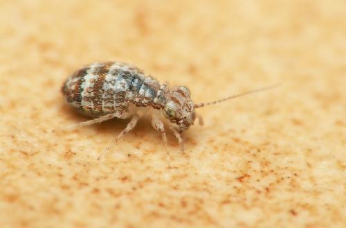 Cerobasis guestfalica