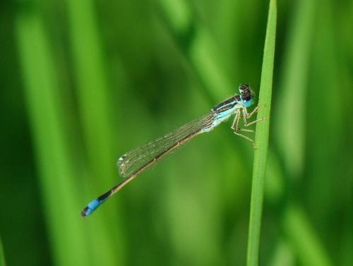 Ischnura sp.