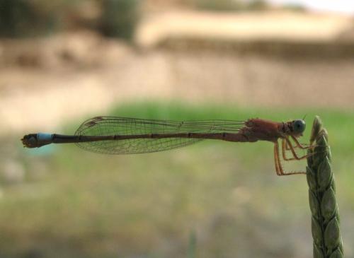 Ischnura saharensis