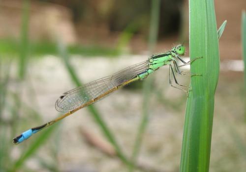 Ischnura saharensis
