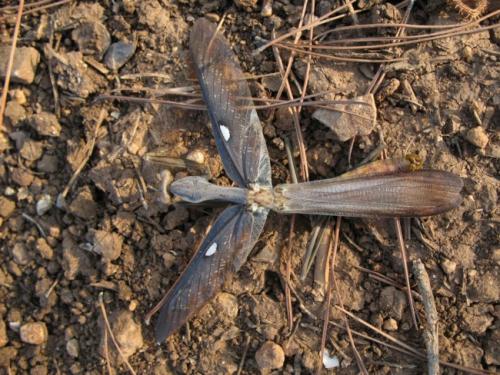 Réf. 25 095 : Sphodromantis sp.