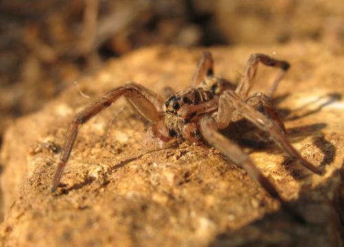 Hogna radiata