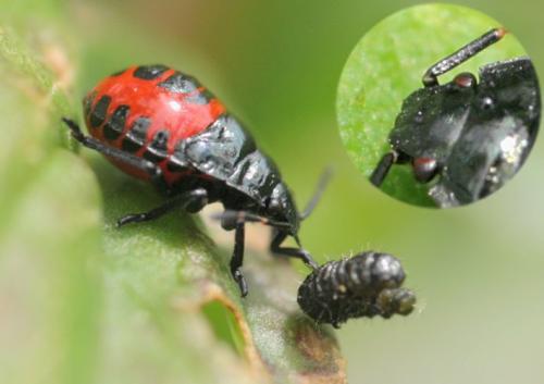 Réf. 25 375 : Zicrona caerulea