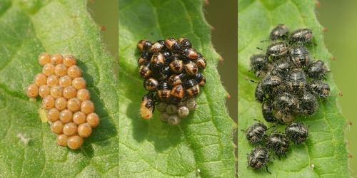Dolycoris baccarum