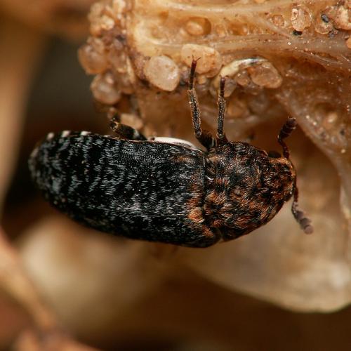 Réf. 25 411 : Dermestes undulatus