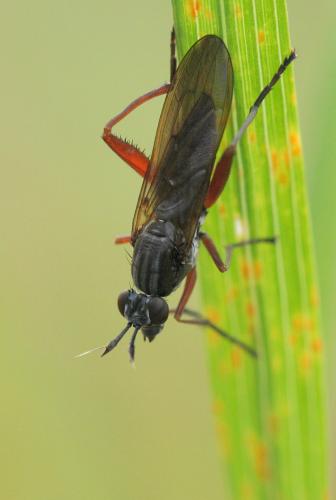 Réf. 25 353 : Sepedon sphegea