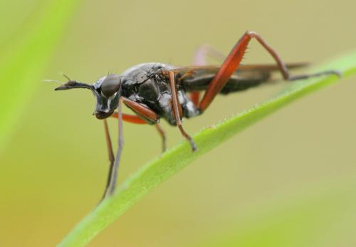 Réf. 25 354 : Sepedon sphegea