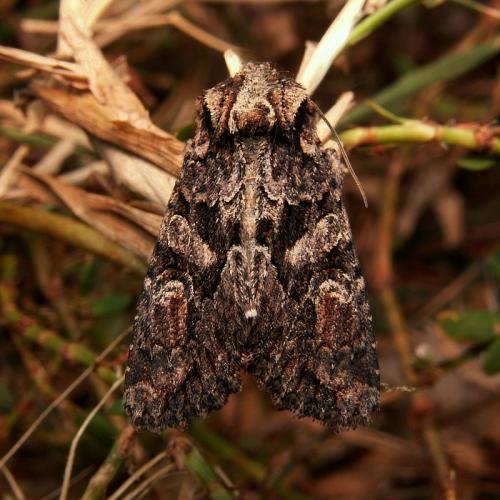 Réf. 25 432 : Dryobotodes tenebrosa
