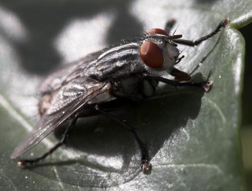 Agria sp.