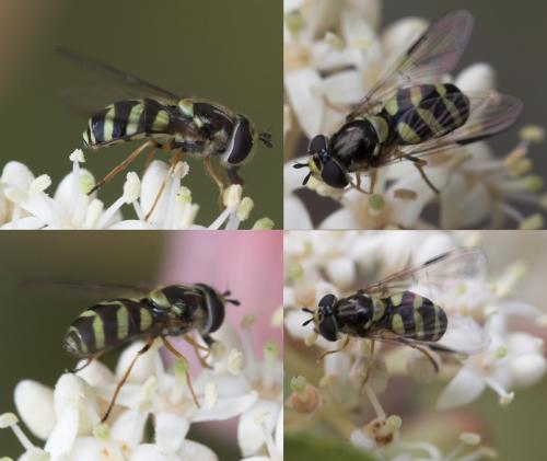 Réf. 25 023 : Dasysyrphus albostriatus