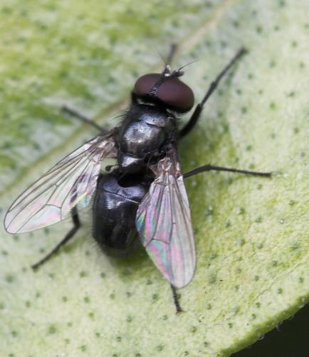 Réf. 25 024 : Hydrotaea sp.