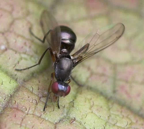 Nemopoda nitidula