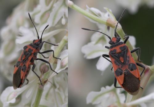 Corizus hyoscyami hyoscyami