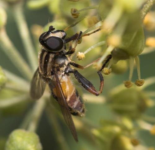Helophilus pendulus