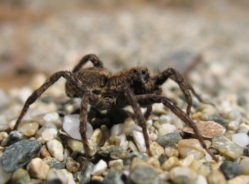 Pardosa sp.