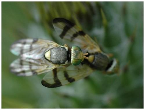Réf. 25 658 : Urophora stylata