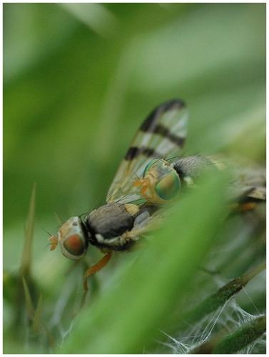 Réf. 25 659 : Urophora stylata