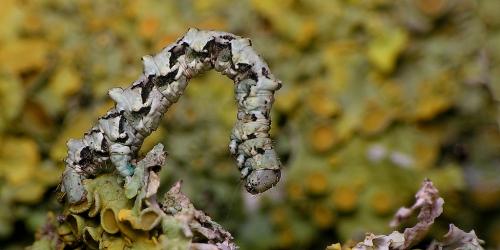 Cleorodes lichenaria