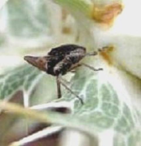 Bursinia sp.