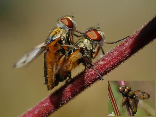 Réf. 25 997 : Ectophasia sp.