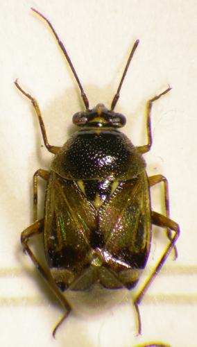 Réf. 25 029 : Deraeocoris serenus