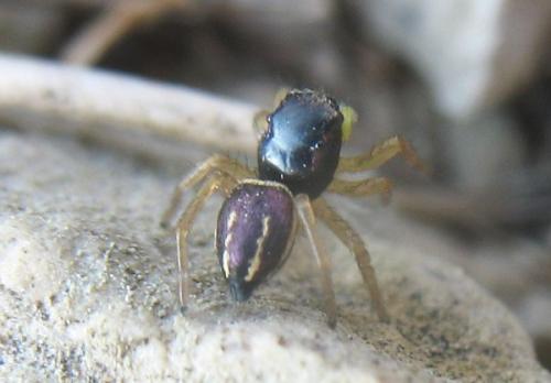 Réf. 25 589 : Heliophanus melinus