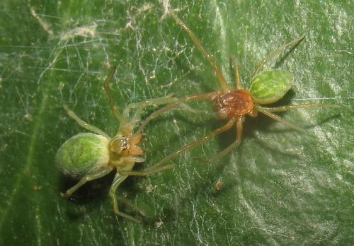 Nigma walckenaeri