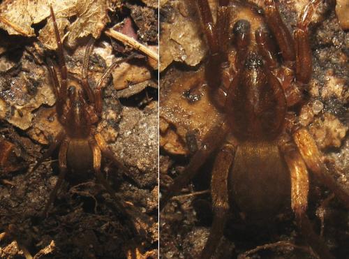 Réf. 25 879 : Agroeca sp.