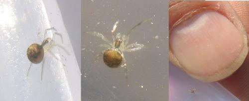 Paidiscura pallens