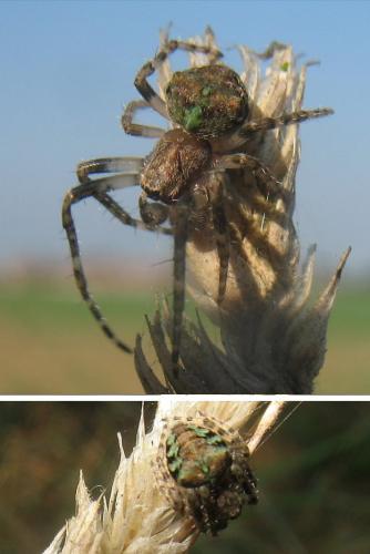 Réf. 25 811 : Gibbaranea gibbosa