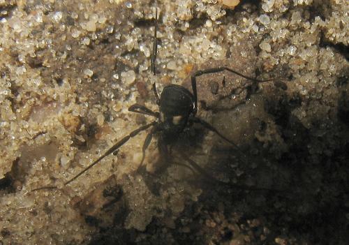 Nemastoma lugubre