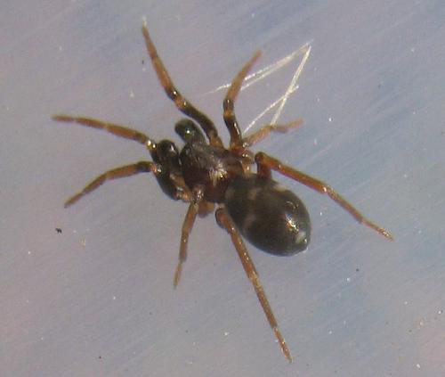 Phrurolithus sp.