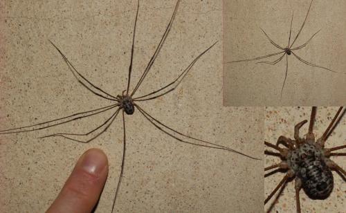 Mitopus glacialis