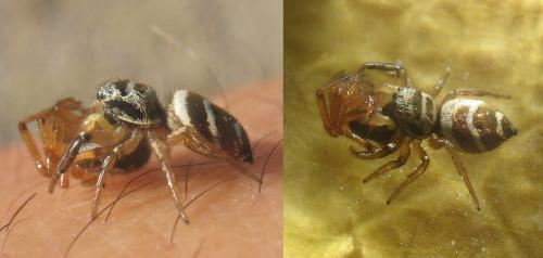 Réf. 25 217 : Heliophanus sp.