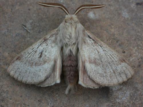 Lasiocampa trifolii