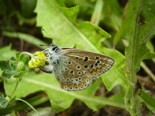 Polyommatus icarus
