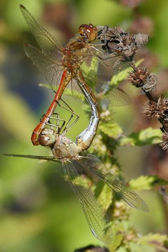 Réf. 25 142 : Sympetrum meridionale